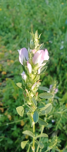 Mediterranean restharrow
