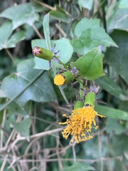Senecio helminthioides