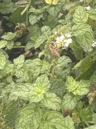Asian Honey Bee
