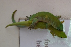 Phelsuma kochi