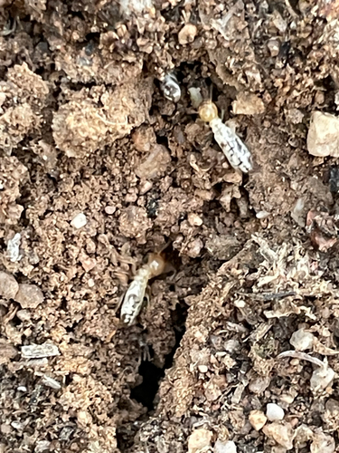 Long-jawed Desert Termites