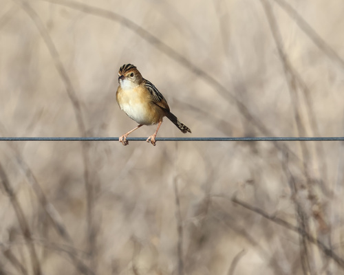 Golden-headed Cisticola
