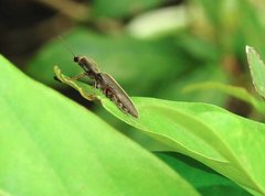 Agriotes fuscicollis