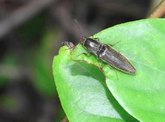 Agriotes fuscicollis