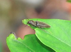 Agriotes fuscicollis