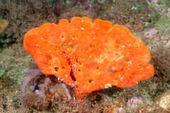 Echinoclathria leporina