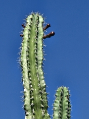 Stenocereus chacalapensis