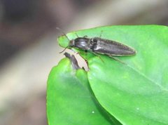 Agriotes fuscicollis