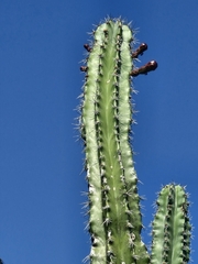 Stenocereus chacalapensis, photograph author not stated, no rights reserved