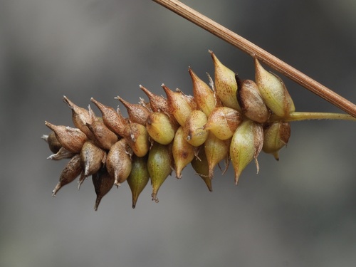 Carex punctata