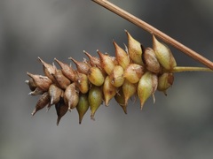Carex punctata