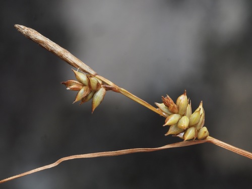 Carex punctata, photograph 1
