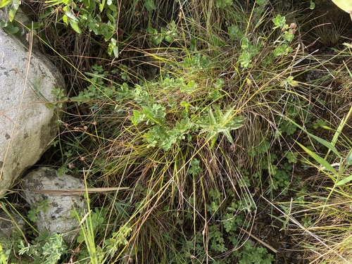 Carex punctata, photograph 2