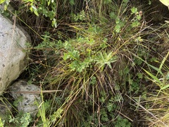 (c) Joss Carr, some rights reserved (CC BY) Carex punctata, photograph (c) Joss Carr, some rights reserved (CC BY)