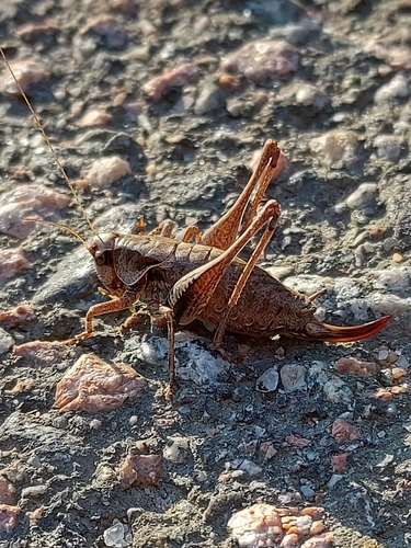 Dark Bush-cricket