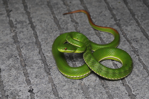 White-lipped Pit Viper