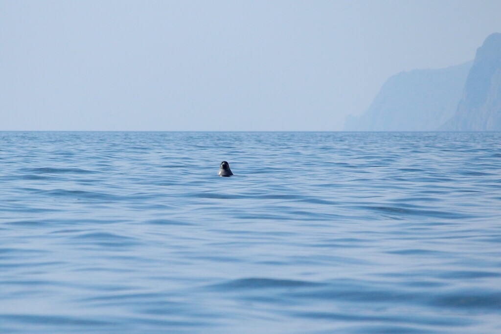 Baikal seal watching from the water in Lake Baikal, with misty cliffs behind