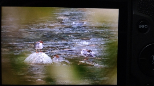 Common Merganser