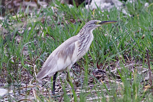 iNaturalist image
