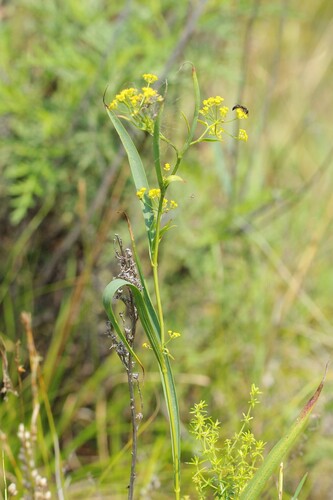 Bupleurum scorzonerifolium, photograph 6