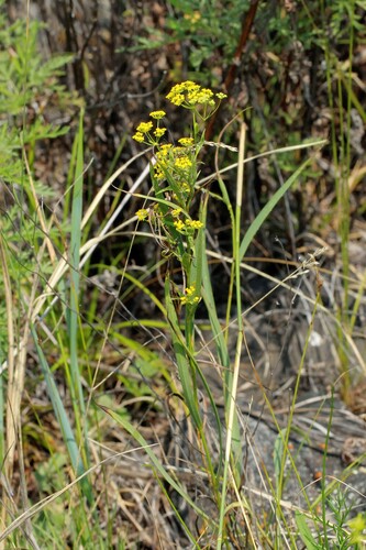 Bupleurum scorzonerifolium, photograph 5