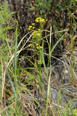 Bupleurum scorzonerifolium, photograph (c) Иван Пристрем, some rights reserved (CC BY)