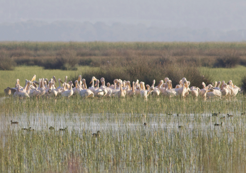 iNaturalist image