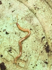 Geophilus flavus