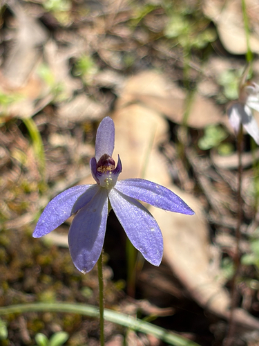 blue finger-orchid
