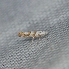 Cameraria hamadryadella