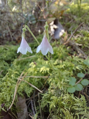 Twinflower