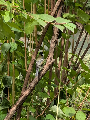 Great Tit