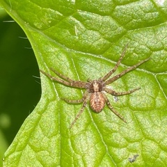 Philodromus