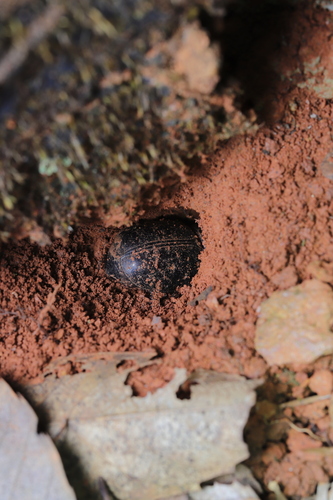 Trichogomphus mongol