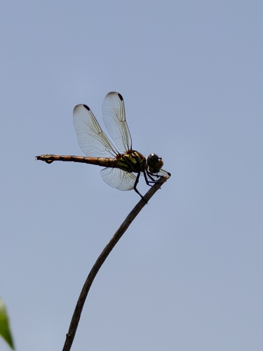 Swampwatcher