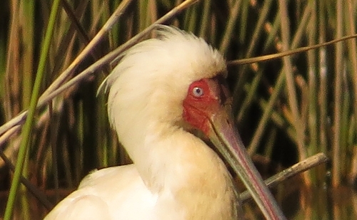 iNaturalist image