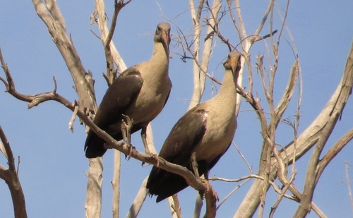 iNaturalist image