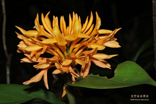 Gold birds (Burbidgea schizocheila)