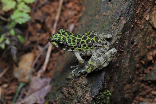 Wuyi Sharp-nosed Frog