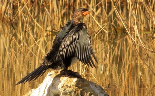 iNaturalist image
