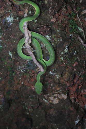 Chinese Green Tree Viper