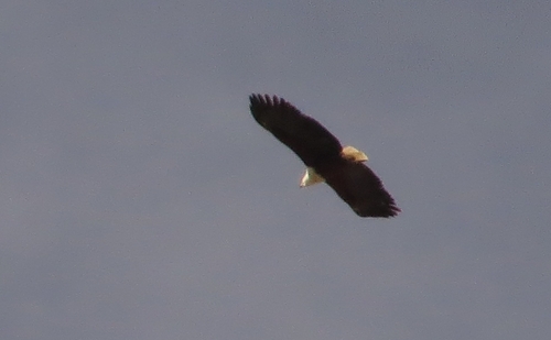 iNaturalist image