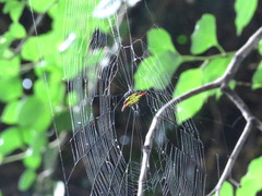Gasteracantha sauteri