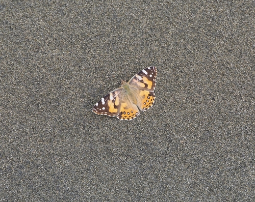 Australian Painted Lady photo 4