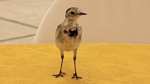 White Wagtail