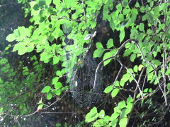 Gasteracantha sauteri