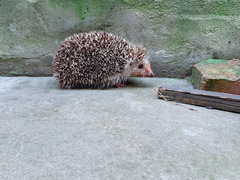 Erinaceus amurensis