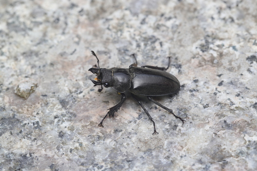 Lucanus kirchneri