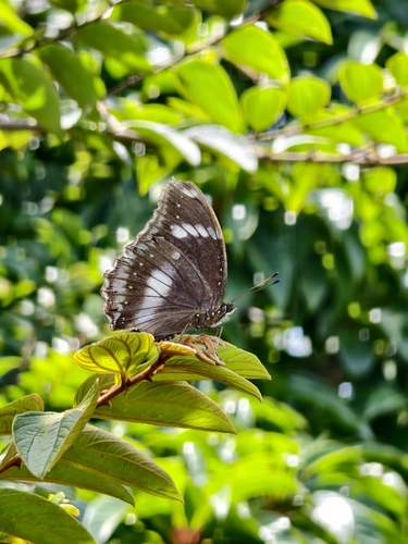 Great Eggfly