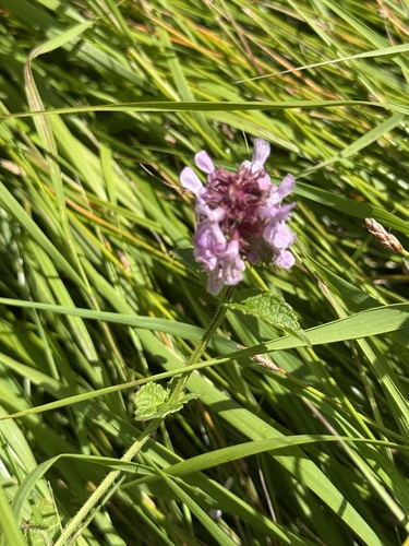 Stachys aspera observed 2026-09-01